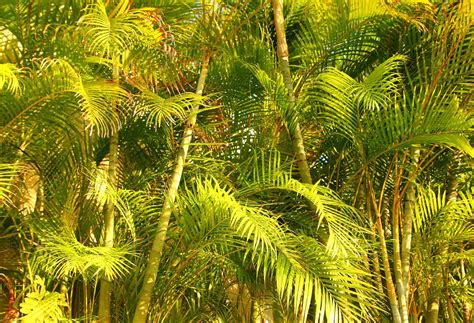 palmeira areca - jogo do palmeira